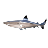 SheremArt Metal Shark Art