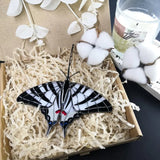 SheremArt Flutter Fly