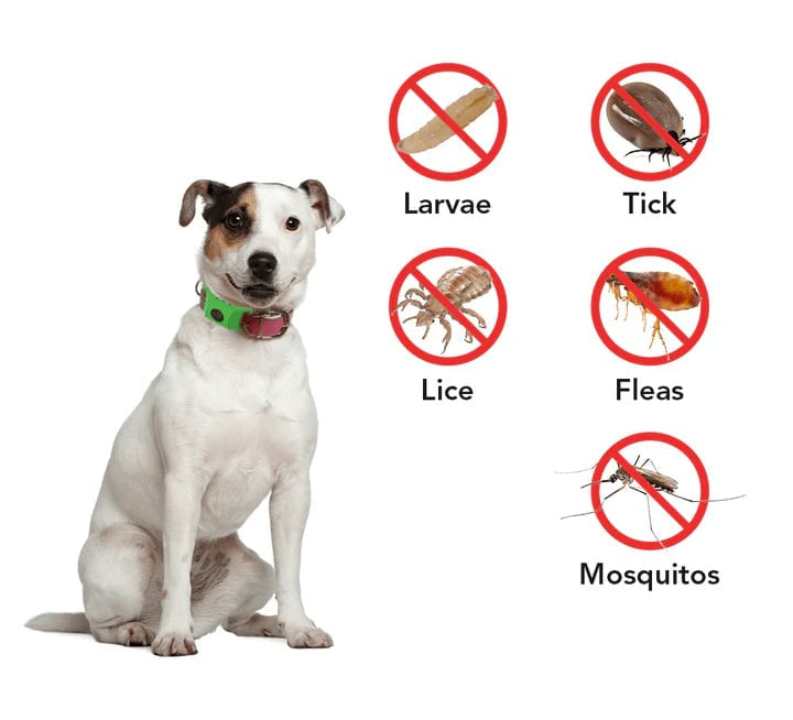 🐕12 Months Flea and Tick Free