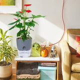 Self Watering Plant Pot