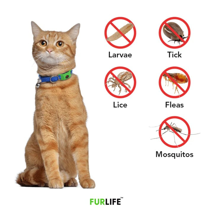 🐕12 Months Flea and Tick Free