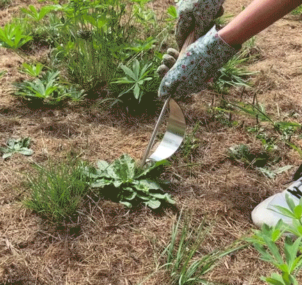 Sherem Stainless Steel Weed Remover