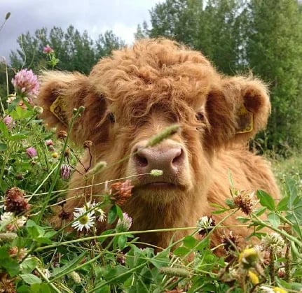 Peluche Vache Écossaise Theorbi™
