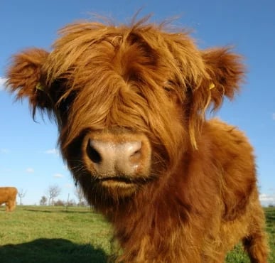 Peluche Vache Écossaise Theorbi™