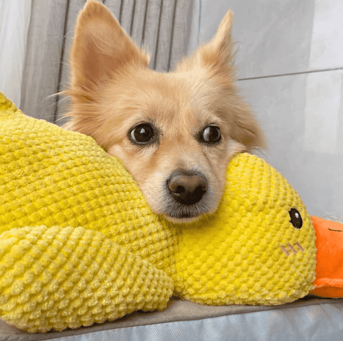 PetsBoro Calm Duck