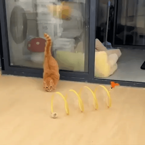 Joyhnny Pawspring Cat Tunnel