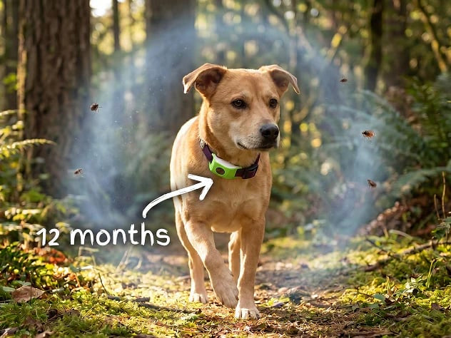 🐕12 Months Flea and Tick Free