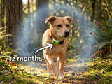 🐕12 Months Flea and Tick Free