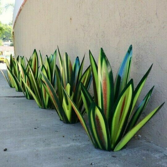 Sherem Metal Tequila Agave Plants